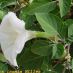 Flor