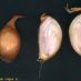 var. shallot
