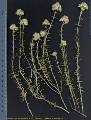 Species
