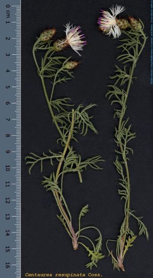 Species