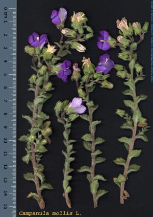 Species