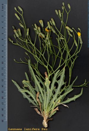 Species