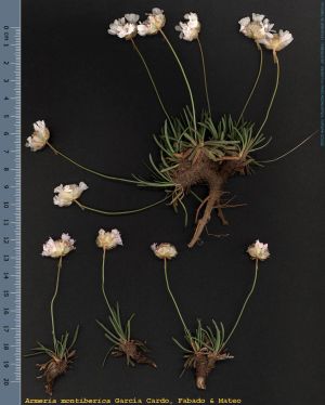 Species