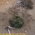 Imagen en el campo 2