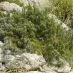 Imagen en el campo 2