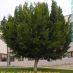 Imagen en el Campus