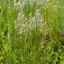 Imagen en el campo