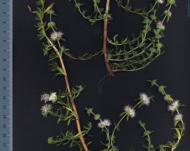 <i>Mentha cervina</i> L. <i></i>